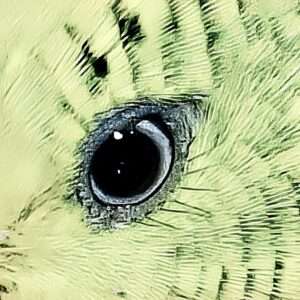 Vogellampe oder Tageslichtlampe? Vogellampe oder Tageslichtlampe?