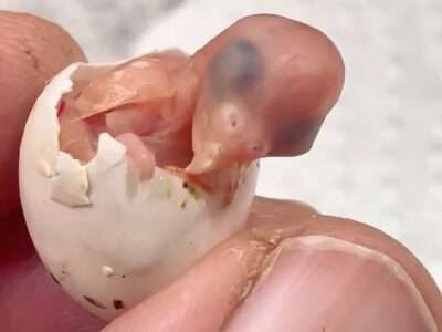 Probleme bei der Zucht Probleme bei der Zucht