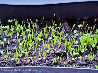 Körnerfutter aussäen Körnerfutter aussäen