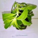 WildLand-Nachtkerze Nachtkerze