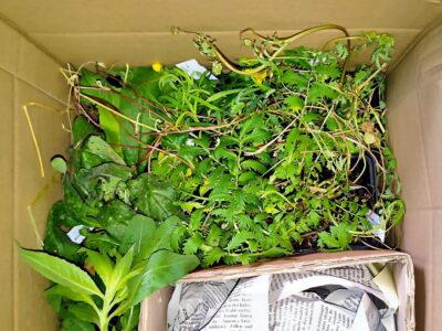 WildLand-Paket Paket von WildLand