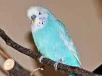 Welllensittich Der Welllensittich