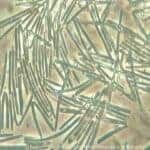 Megabakterien Megabakterien