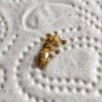 Megabakterien Kot bei Megabakteriose