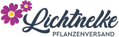 Lichtnelke Lichtnelke