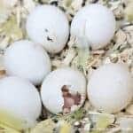 Privat- oder Hobbyzucht Privat- oder Hobbyzucht