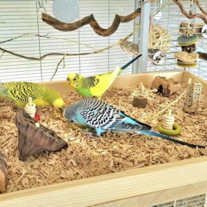 Q_Wühlkiste XXL - Wellis 01_Radiant Wellis in der Wühlkiste