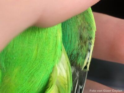 Federmilben Federmilben